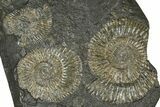 Fossil Ammonite (Dactylioceras) Cluster - Posidonia Shale, Germany #368169-1